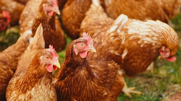 élevage De Poules Urbaines Informez Vous Avant De Débuter Vallée