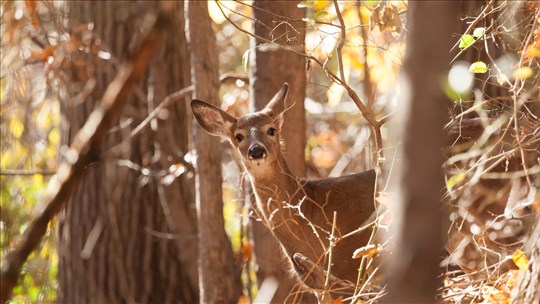 Présence accrue de la grande faune : appel à la prudence